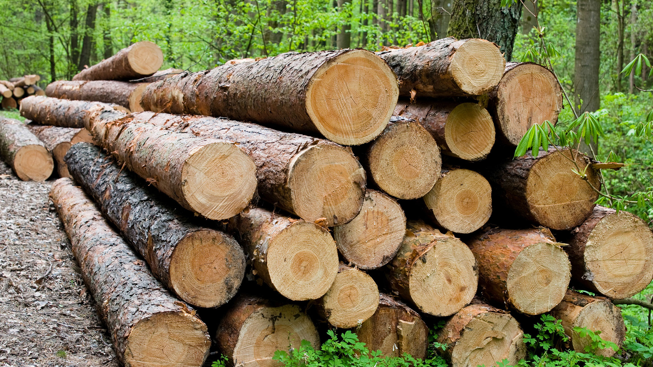 Stapel von Baumstämmen im Wald 16-9