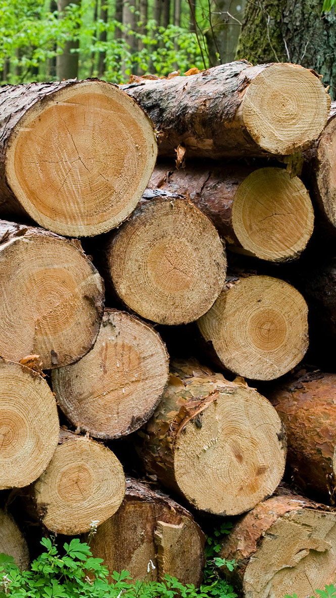 Stapel von Baumstämmen im Wald 9-16