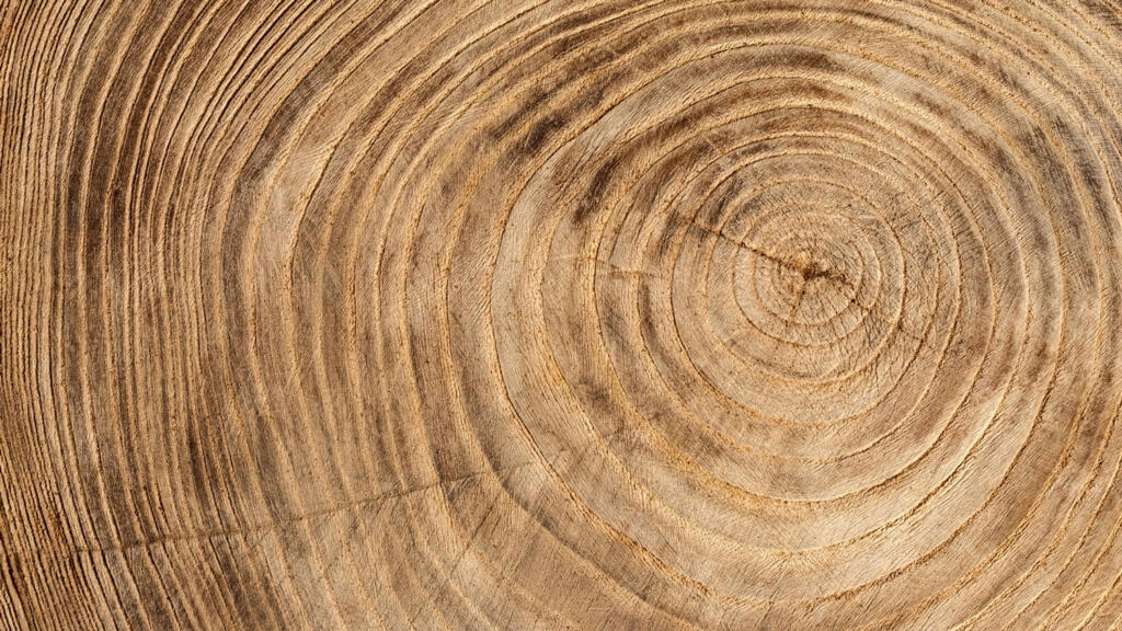 Nahaufnahme Jahresringe Baumstamm