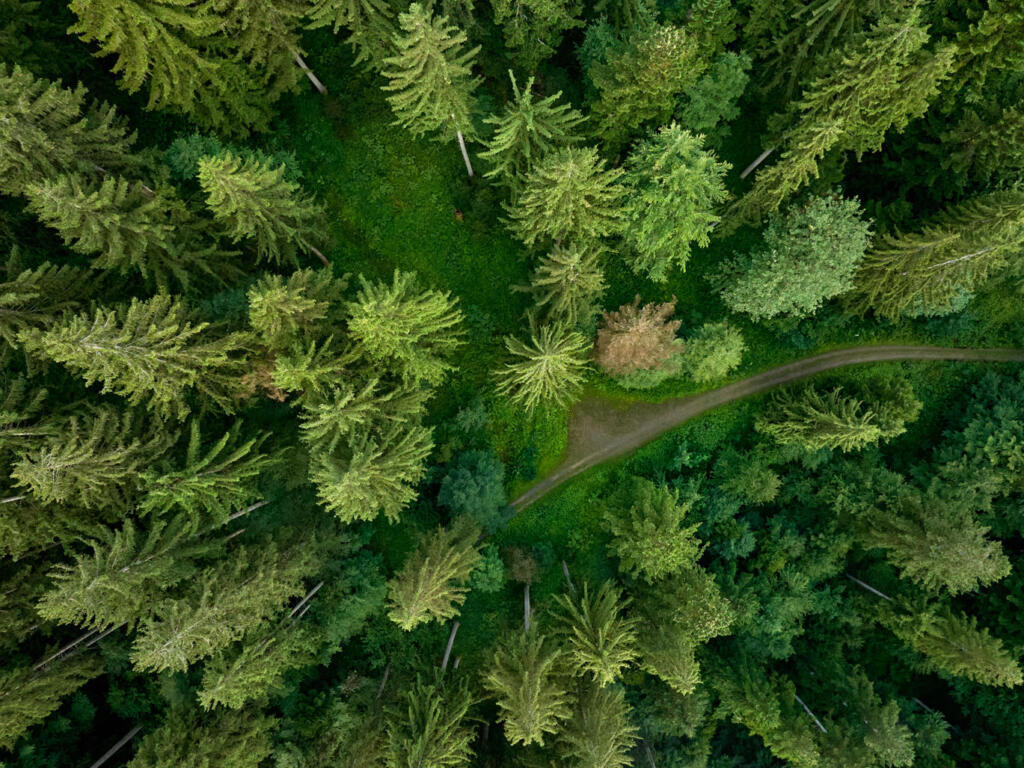 Luftbild Wald